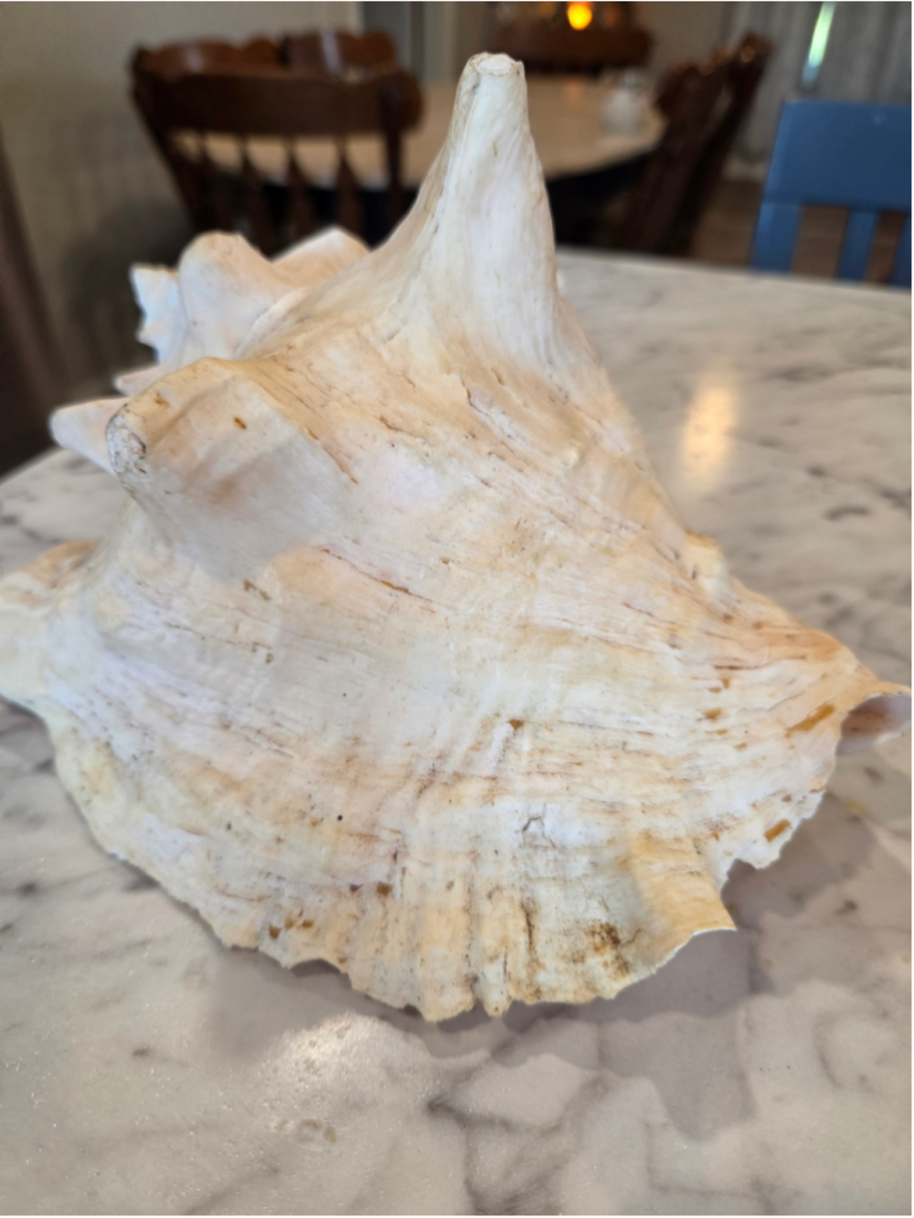 Unbranded Large Conch Shell Decor One Size Beige and Pink